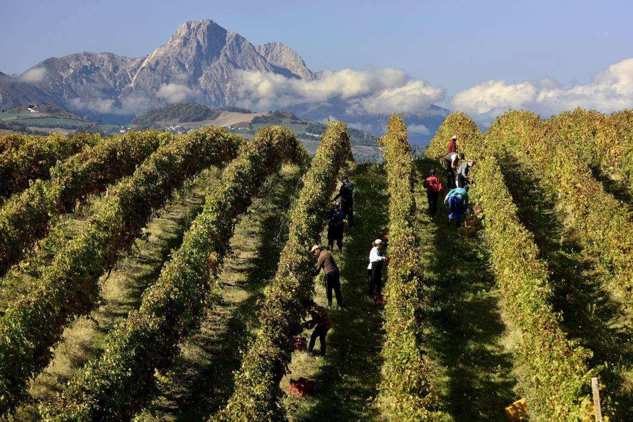 vigna-abruzzo